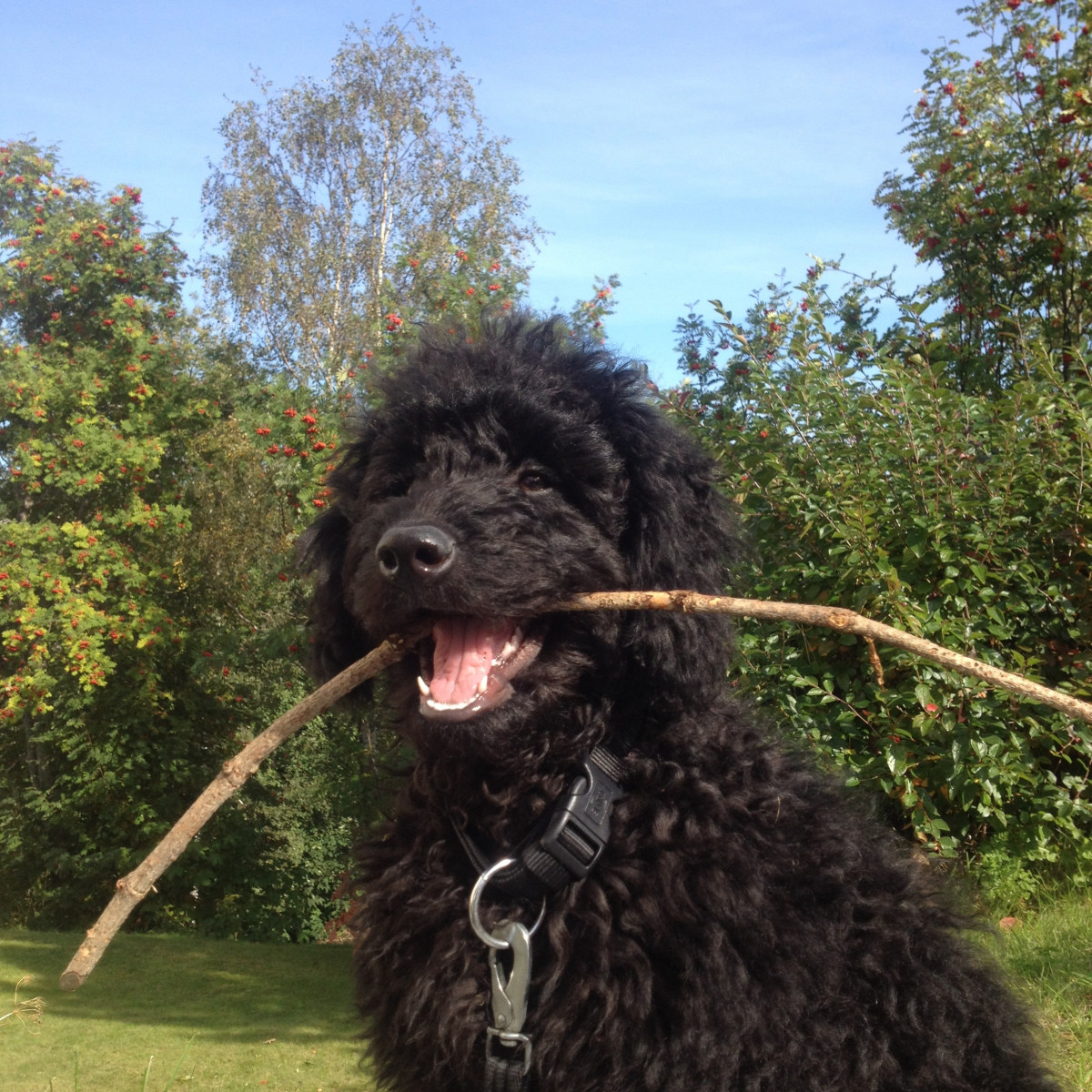 https://c.pxhere.com/photos/7e/81/dog_labradoodle_stick_summer_garden-757605.jpg!d